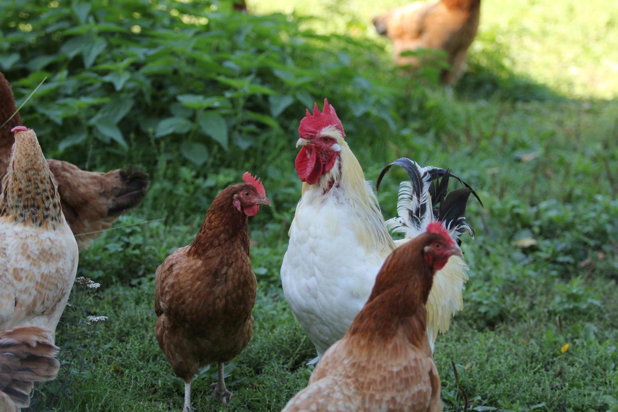 Agroturystyka Nasza Bajka Pieniezno Εξωτερικό φωτογραφία